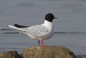 Цахлай (Хурган цахлай)